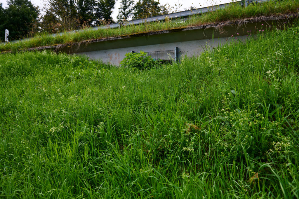 Der Zugang zum Amphibientunnel ist weitgehend zugewachsen, ebenso wie die Leiteinrichtung