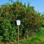 Infotafel vor Hagebuttenstrauch