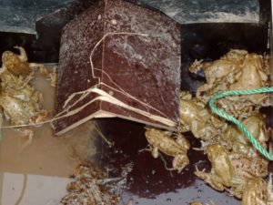 Amphibie sammeln sich im Rettungskasten