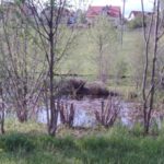 So sah der Teich 2007 aus