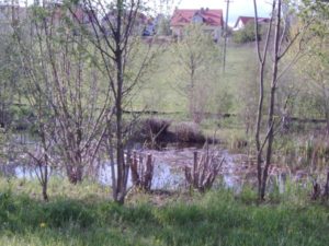 So sah der Teich 2007 aus