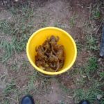 eingesammelte Kröten in einem Eimer