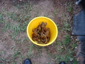 eingesammelte Kröten in einem Eimer