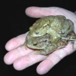 ein Helfer hält ein Erdkröten Pärchen auf der Hand