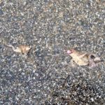 Überfahrene Amphibien