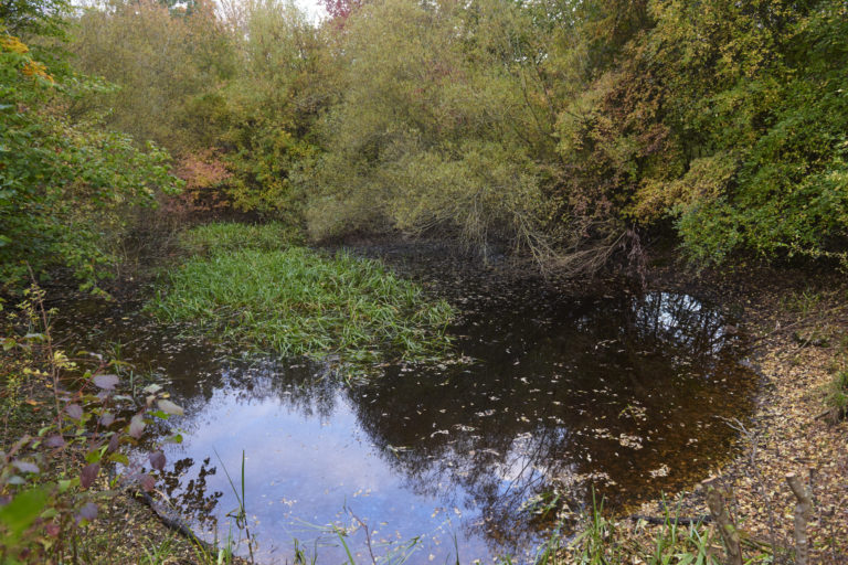 Blick auf den Amphibienteich