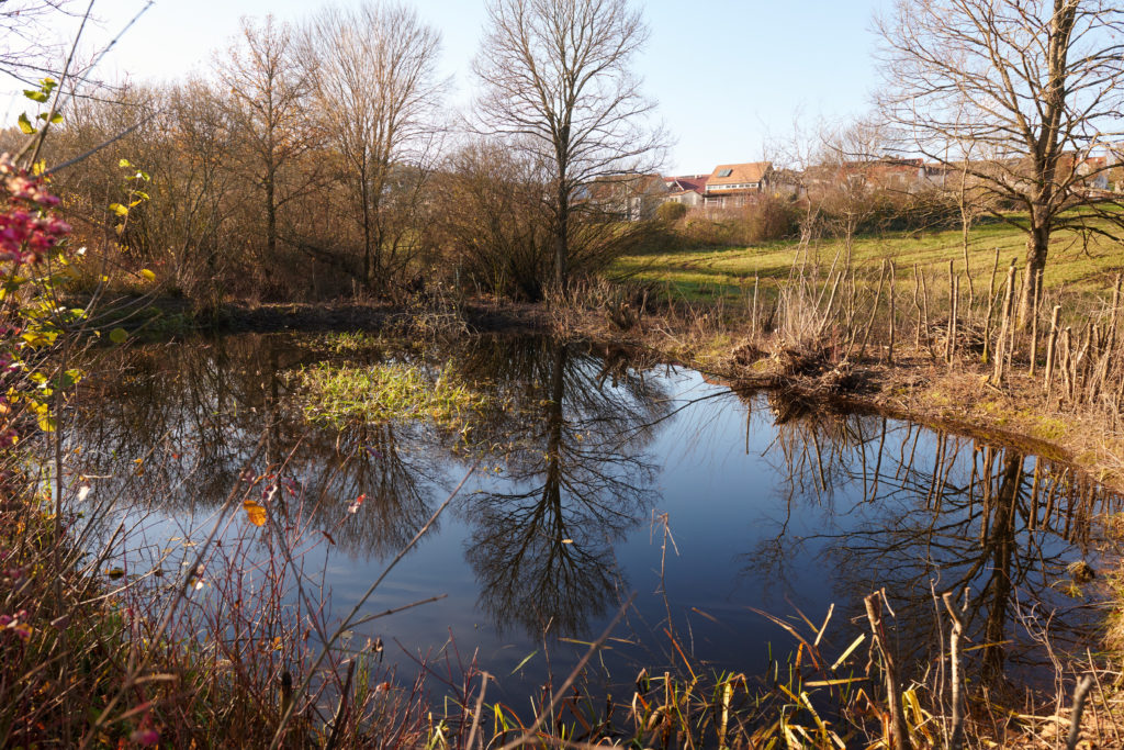 Amphibienteich nach dem Rückschnitt