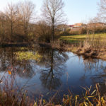 Amphibienteich nach dem Rückschnitt