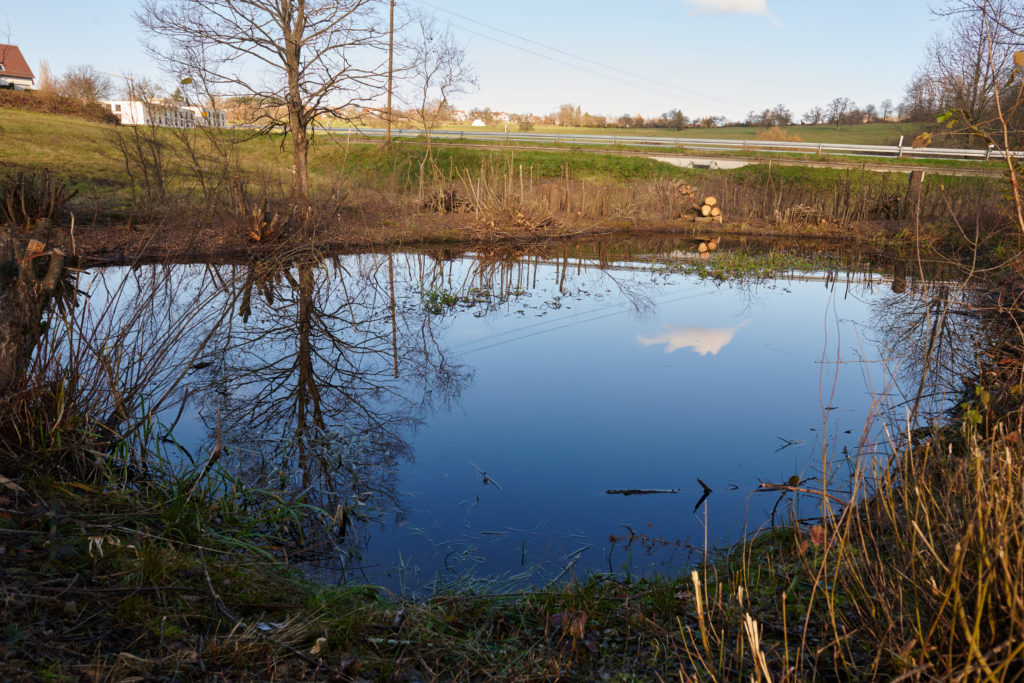 Amphibienteich nach dem Rückschnitt