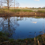 Amphibienteich nach dem Rückschnitt