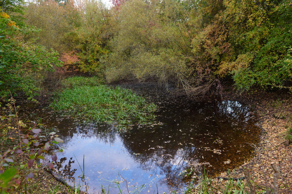 Teich vor dem Rückschnitt