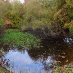 Teich vor dem Rückschnitt