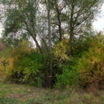 Weiden entziehen dem Teich Wasser