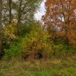 Strauch und Baumbestand am Teich