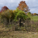 Erste Ergebnisse des Rückschnitts