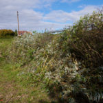 Schnittgut liegt zur Abholung bereit