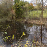 Struktur des Teiches wird erkennbar