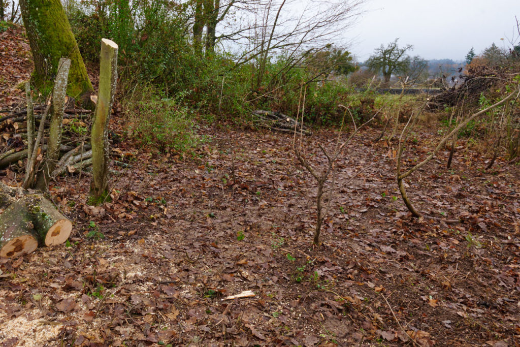 Freigeschnitter Teil der Außenanlage