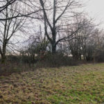 Blick auf die Benjeshecke vor dem Rückschnitt