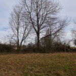 Blick auf die Benjeshecke nach dem 1. Arbeitseinsatz