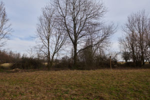 Blick auf die Benjeshecke nach dem 1. Arbeitseinsatz