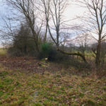 Blick auf die Benjeshecke nach dem 1. Arbeitseinsatz