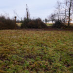 Nach dem Rückschnitt