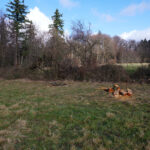 Nach dem Rückschnitt