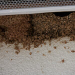 Schwalbennest an Hauswand