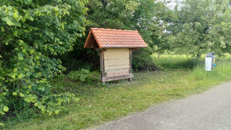 Bienenwand nach dem Freischneiden
