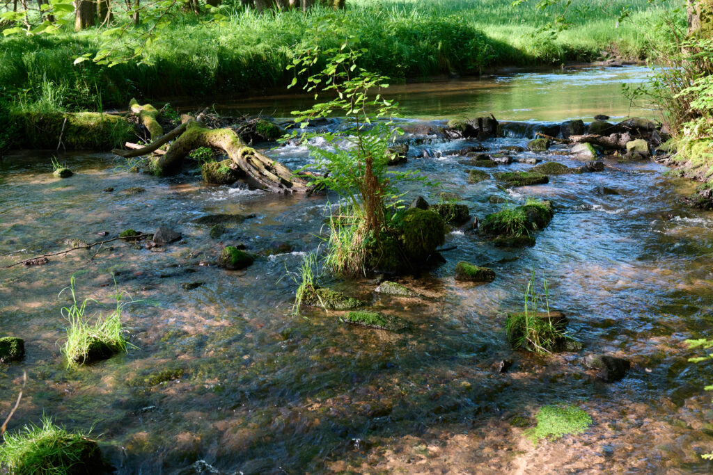 Moosalb bei Fischweier