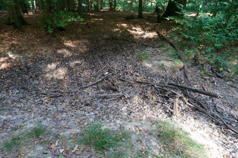 Totholz im Mulden
