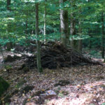 Aufgeschichtetes Totholz