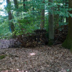 Aufgeschichtetes Totholz