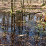 Teiche_beim_Häckselplatz_26039_115656_002