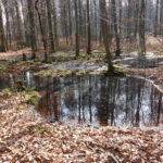 Teiche_beim_Heckeselplatz_ 20260309_115752_4601