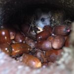 unerwartete Besucher