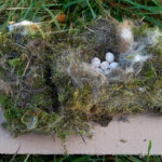 Vogelnest mit Eiern