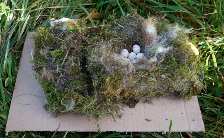 Vogelnest mit Eiern