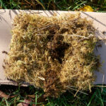 Vogelnest