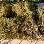 Vogelnest mit toten Küken